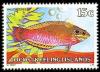 Colnect-1103-429-Wrasse-Halichoeres-sp.jpg