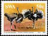 Colnect-5211-062-Southern-African-Ostrich-Struthio-camelus-australis.jpg