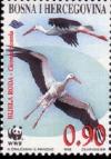 Colnect-560-467-White-Stork-Ciconia-ciconia.jpg
