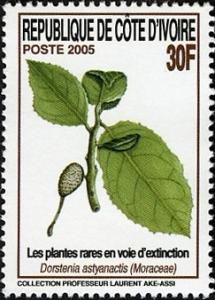 Colnect-1058-096-Dorstenia-astyanactis.jpg