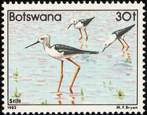 Colnect-597-748-Black-winged-Stilt-Himantopus-himantopus.jpg