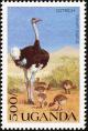 Colnect-1715-772-Common-Ostrich-Struthio-camelus.jpg