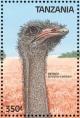 Colnect-1745-654-Common-Ostrich-Struthio-camelus.jpg