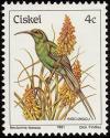 Colnect-1476-725-Malachite-Sunbird-Nectarinia-famosa.jpg