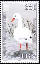 Colnect-6019-630-Coscoroba-Swan-Coscoroba-coscoroba-.jpg