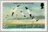 Colnect-124-502-Northern-Gannet-Morus-bassanus-Lighthouse-Point-of-Ayre.jpg