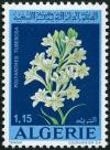 Colnect-1279-210-Flowers--Polyanthes-tuberosa.jpg