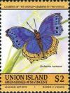 Colnect-2279-930-Blue-Salamis-Butterfly-Salamis-temora.jpg
