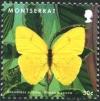 Colnect-2859-673-Cloudless-Sulphur-Phoebis-sennae.jpg