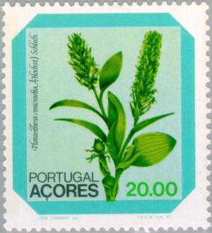 Colnect-185-794-Platanthera-micrantha.jpg