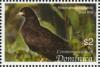 Colnect-3202-260-Snail-Kite-Rostrhamus-sociabilis.jpg