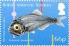 Colnect-3716-130-Antarctic-Lanternfish-Electrona-antarctica.jpg