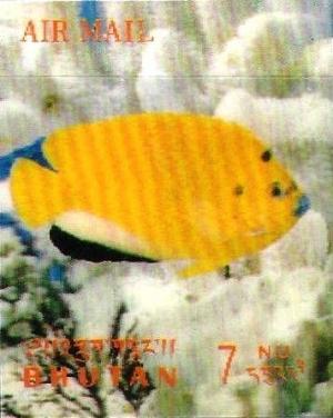 Colnect-3014-807-Collared-Butterflyfish-Chaetodon-collare.jpg