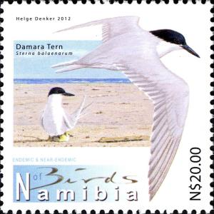 Colnect-3063-312-Damara-Tern-Sterna-balaenarum.jpg