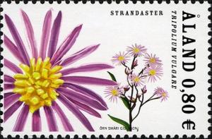 Colnect-4078-848-Sea-Aster-Tripolium-vulgare.jpg