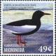 Colnect-5782-120-White-winged-Tern---Chlidonias-leucopterus.jpg