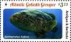 Colnect-3609-753-Atlantic-Goliath-Grouper-Epinephelus-itajara.jpg