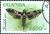 Colnect-3500-457-Moth-Denephila-nerii.jpg