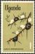 Colnect-4266-449-Whistling-Thorn-Acacia-drepanolobium.jpg