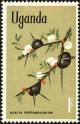 Colnect-4266-449-Whistling-Thorn-Acacia-drepanolobium.jpg