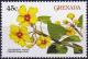 Colnect-3885-656-Abutilon-integerrimum.jpg