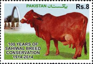 Colnect-2461-162-Sahiwal-Cattle-Bos-primigenius-indicus.jpg