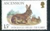 Colnect-1688-279-European-Rabbit-Oryctolagus-cuniculus-Eagle-Fern-Pteridi.jpg