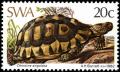 Colnect-5209-166-Angulated-Tortoise-Chersina-angulata.jpg