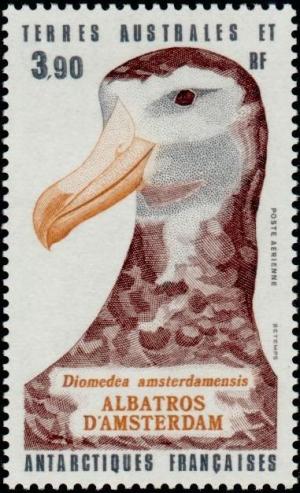 Colnect-888-114-Amsterdam-Albatros-Diomedea-amsterdamensis.jpg