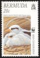 Colnect-5174-609-White-tailed-Tropicbird-Phaethon-lepturus.jpg