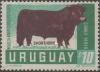 Colnect-1112-218-Shorthorn-Cattle-Bos-primigenius-taurus.jpg