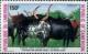 Colnect-2040-689-Domestic-Cattle-Bos-primigenius-taurus.jpg