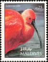 Colnect-1631-872-Scarlet-Ibis-Eudocimus-ruber.jpg