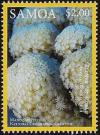 Colnect-3195-791-Flower-Pot-Coral-Alveopora-excelsa.jpg