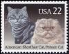 Colnect-4850-198-American-Shorthair-Cat-Persian-Cat-Felis-silvestris-catus.jpg