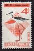 Colnect-1494-205-White-backed-Stilt-Himantopus-himantopus-melanurus.jpg