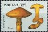 Colnect-2930-750-Suillus-grevillei.jpg