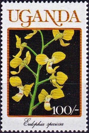 Colnect-4699-956-Eulophia-speciosa.jpg