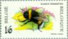 Colnect-187-124-Buff-tailed-Bumblebee--Bombus-terrestris.jpg