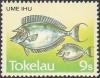 Colnect-2447-844-Bluespine-Unicornfish-Naso-unicornis.jpg