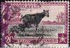 Colnect-2772-490-Okapi---inscribed--quot-Congo-Belge-Belgisch-Congo-quot-.jpg