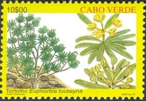 Colnect-2517-480-Euphorbia-tuckeyna.jpg