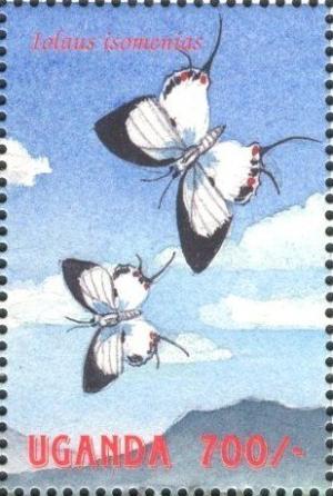 Colnect-2631-410-Lycaenid-Butterfly-Iolaus-isomenias.jpg