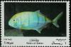 Colnect-2189-753-Golden-Trevally-Gnathodon-speciosus.jpg
