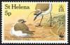 Colnect-1661-825-St-Helena-Plover-Charadrius-sanctaehelenae.jpg