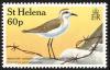 Colnect-1661-829-St-Helena-Plover-Charadrius-sanctaehelenae.jpg