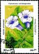 Colnect-2122-368-Violet-Trumpet-vine-Clytostoma-callistegioides.jpg