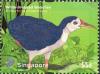 Colnect-2737-615-White-breasted-Waterhen-Amaurornis-phoenicurus.jpg