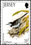 Colnect-6110-255-White-Wagtail-Motacilla-alba.jpg