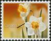 Colnect-573-835-White-daffodils.jpg